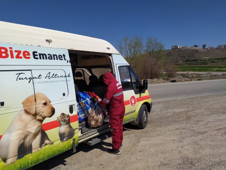 Başkentte sokak hayvanlarını besleme timi kuruldu