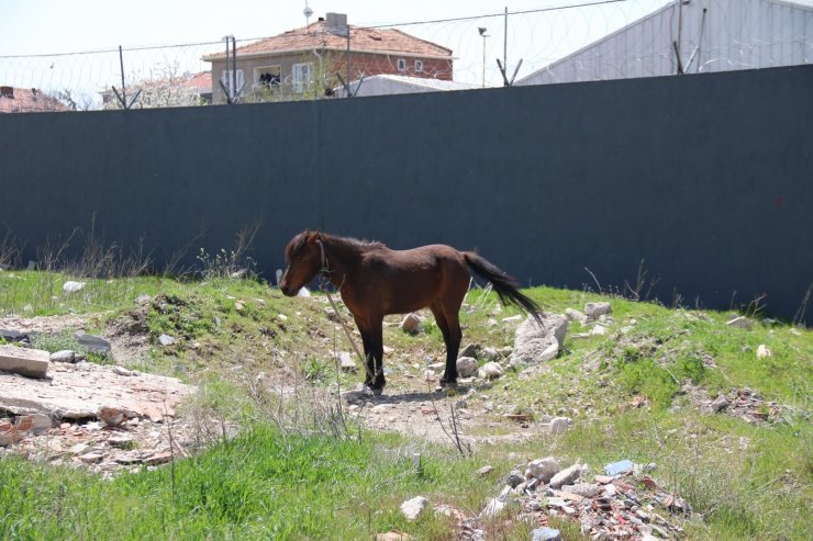 Başıboş atlar sürücülerin korkulu rüyası oluyor