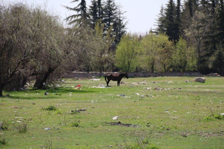 Başıboş atlar sürücülerin korkulu rüyası oluyor