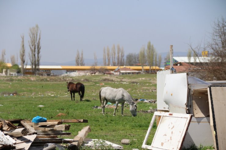 Başıboş atlar sürücülerin korkulu rüyası oluyor