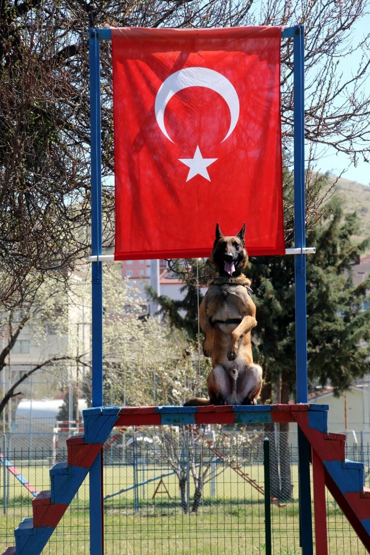 Bu köpekler şınav ve mekik çekiyor, kalp masajı yapıyor