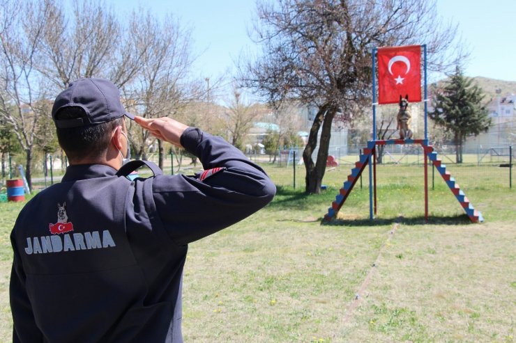 Bu köpekler şınav ve mekik çekiyor, kalp masajı yapıyor