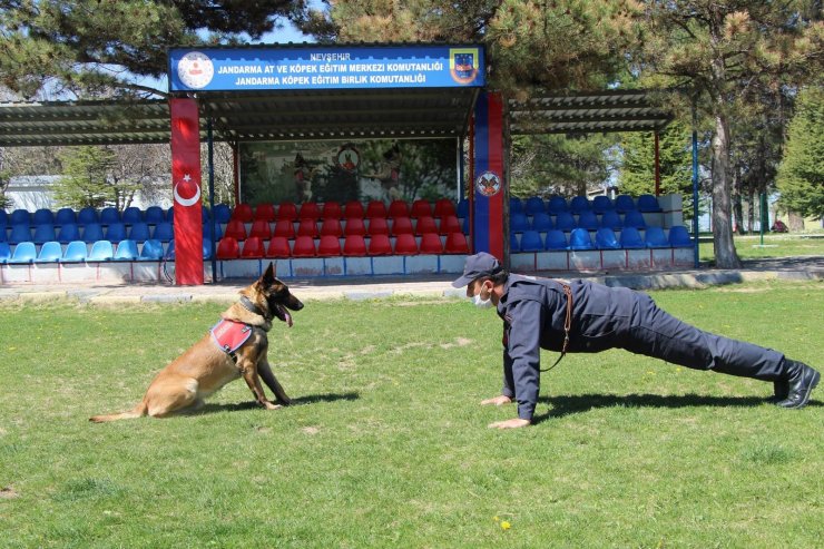 Bu köpekler şınav ve mekik çekiyor, kalp masajı yapıyor