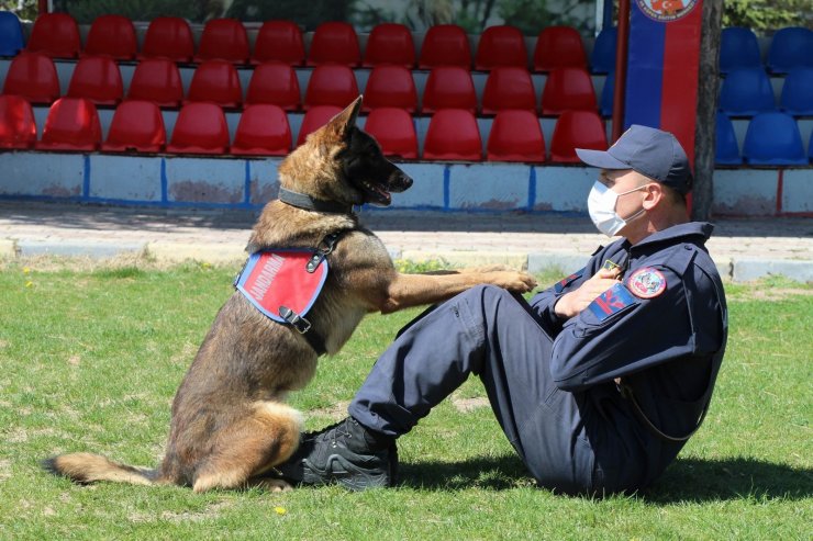 Bu köpekler şınav ve mekik çekiyor, kalp masajı yapıyor