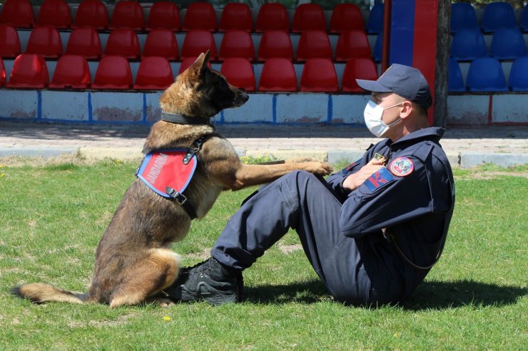 Bu köpekler şınav ve mekik çekiyor, kalp masajı yapıyor