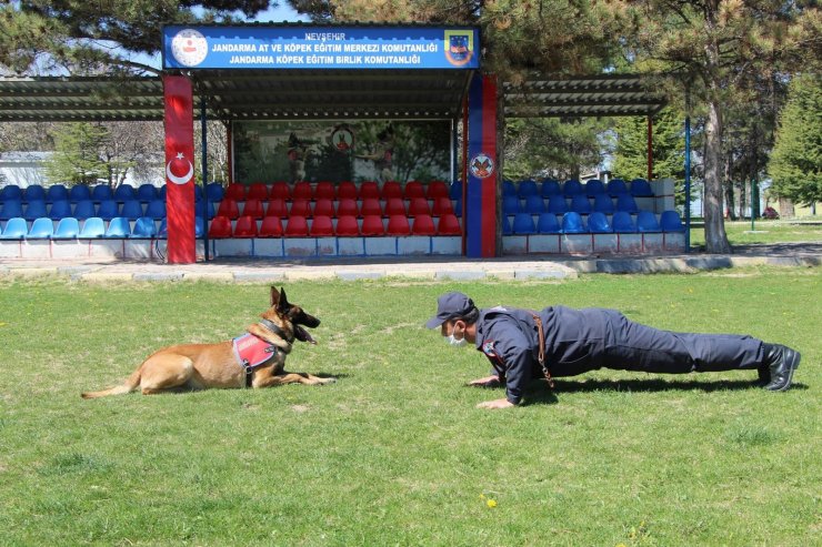 Bu köpekler şınav ve mekik çekiyor, kalp masajı yapıyor