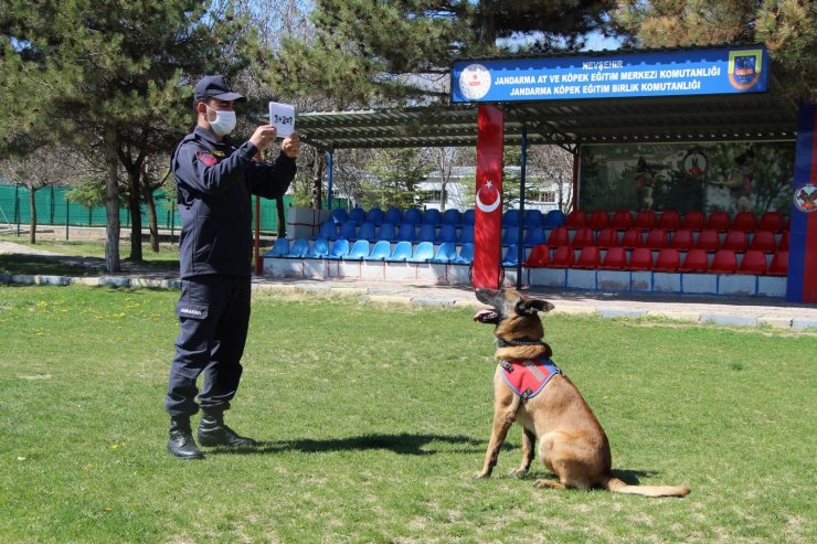 Bu köpekler şınav ve mekik çekiyor, kalp masajı yapıyor