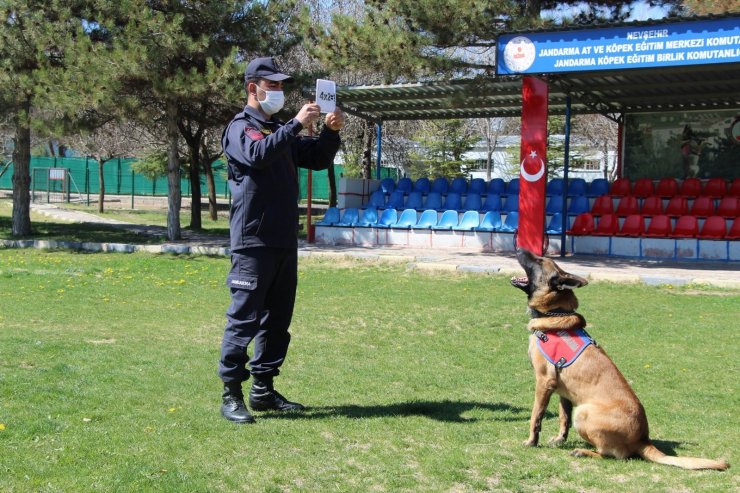 Bu köpekler şınav ve mekik çekiyor, kalp masajı yapıyor