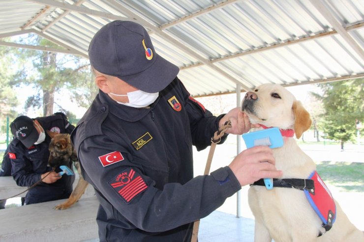 Bu köpekler şınav ve mekik çekiyor, kalp masajı yapıyor