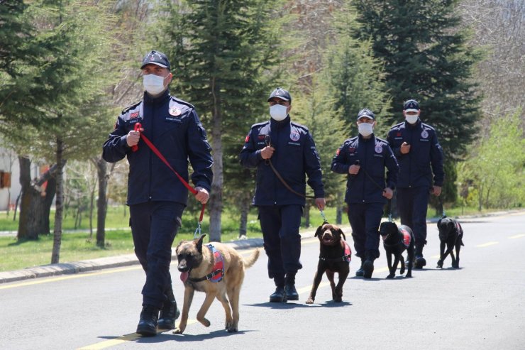 Bu köpekler şınav ve mekik çekiyor, kalp masajı yapıyor