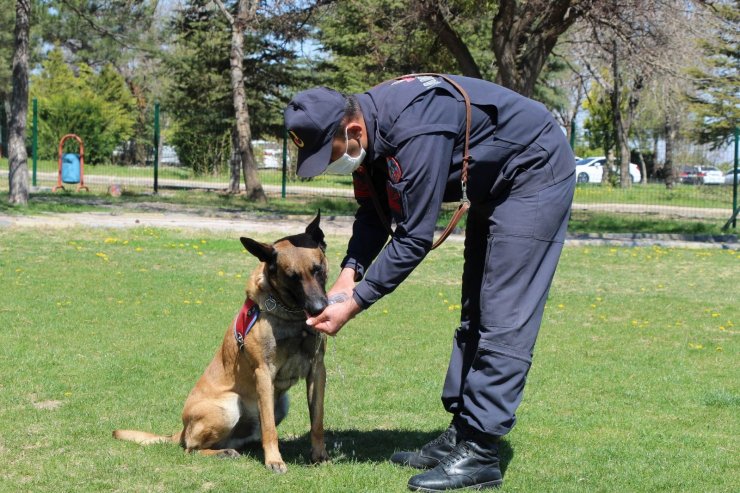 Bu köpekler şınav ve mekik çekiyor, kalp masajı yapıyor