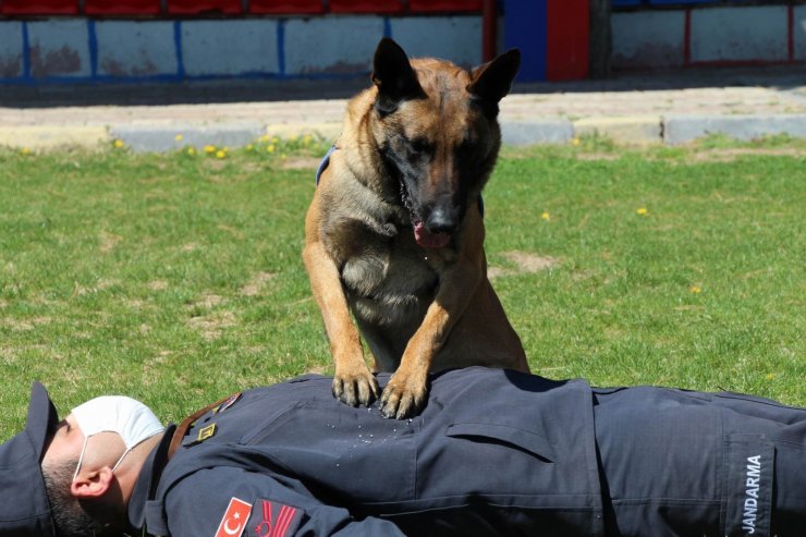 Bu köpekler şınav ve mekik çekiyor, kalp masajı yapıyor