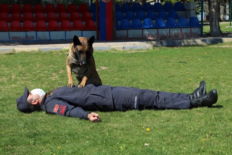 Bu köpekler şınav ve mekik çekiyor, kalp masajı yapıyor