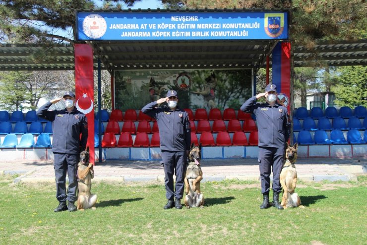 Bu köpekler şınav ve mekik çekiyor, kalp masajı yapıyor