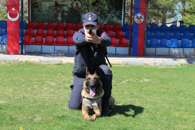 Bu köpekler şınav ve mekik çekiyor, kalp masajı yapıyor