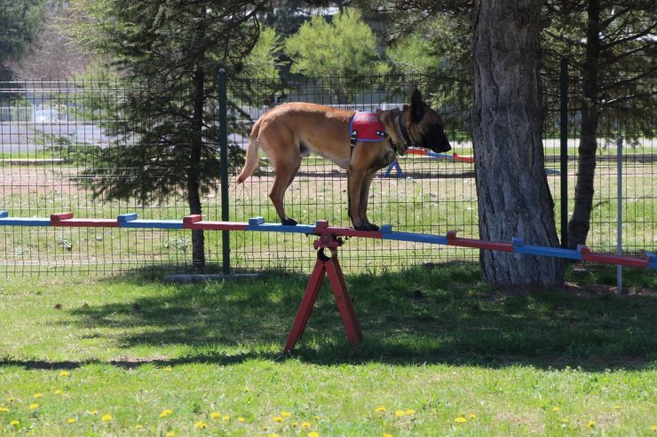 Bu köpekler şınav ve mekik çekiyor, kalp masajı yapıyor