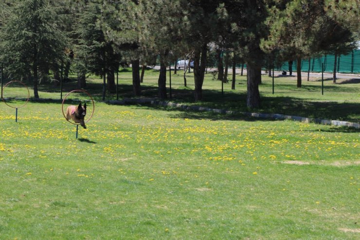 Bu köpekler şınav ve mekik çekiyor, kalp masajı yapıyor