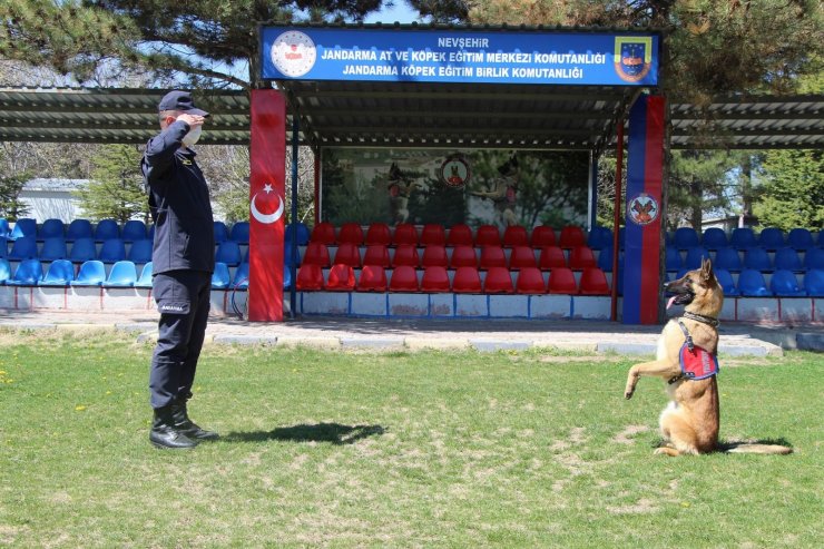 Bu köpekler şınav ve mekik çekiyor, kalp masajı yapıyor