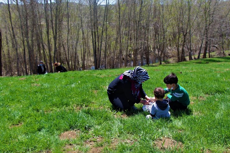 Sivas’ta madımak sezonu açıldı