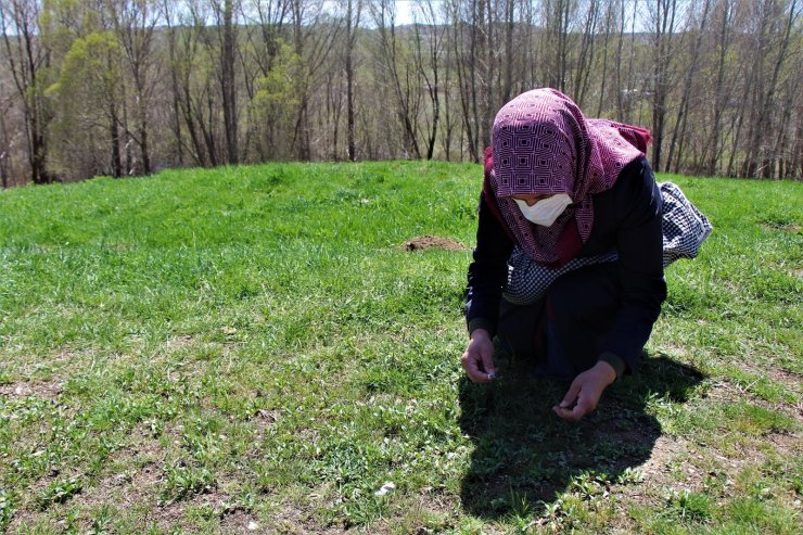 Sivas’ta madımak sezonu açıldı