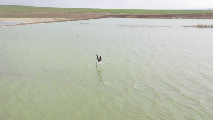 Başkent’in renkli misafirleri flamingolar Mogan Gölü semalarından geçti