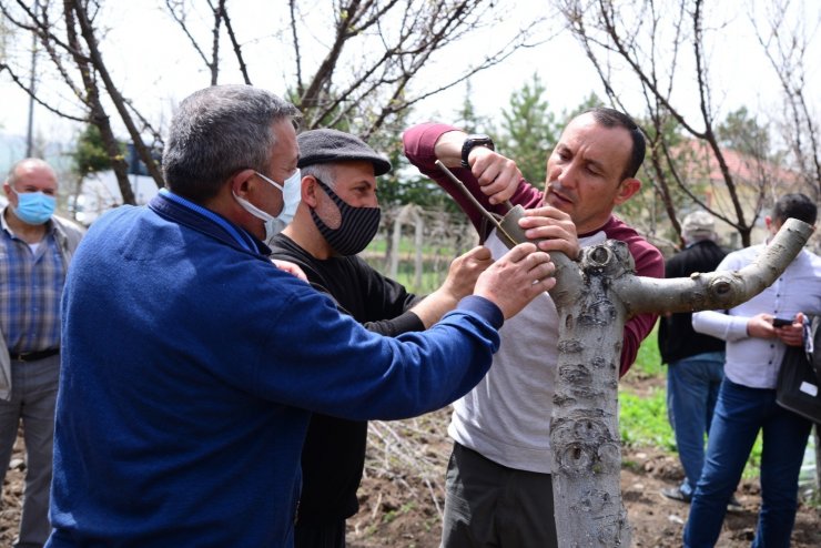 Kahramankazanlı çiftçilere budama ve aşılama eğitimi