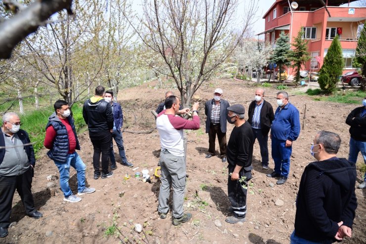 Kahramankazanlı çiftçilere budama ve aşılama eğitimi