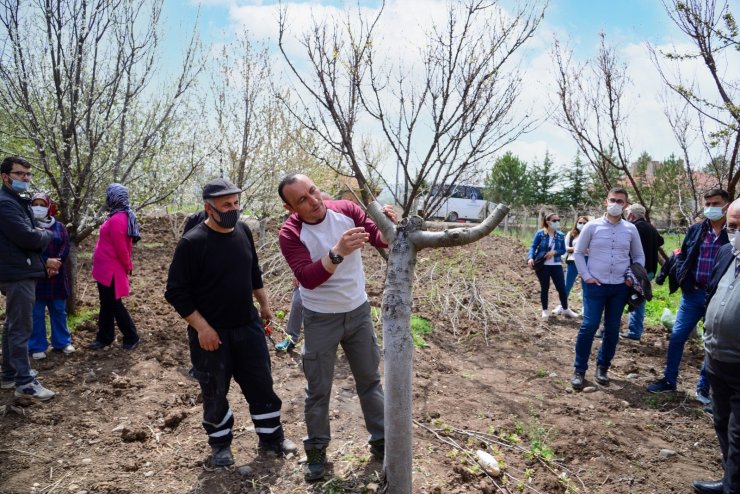 Kahramankazanlı çiftçilere budama ve aşılama eğitimi