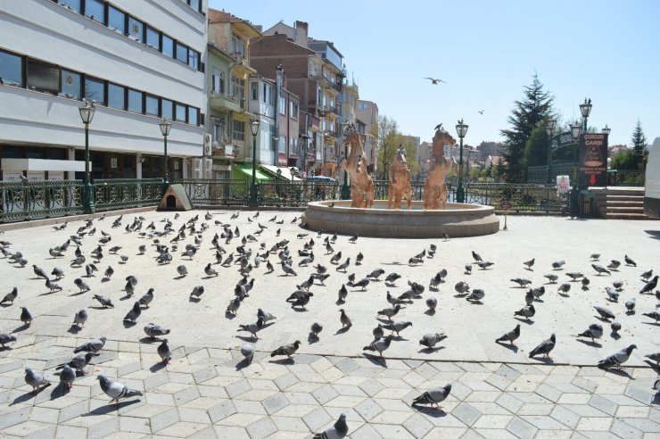 Güvercinlerin şanslısı yem buldu, şansızı aç kaldı