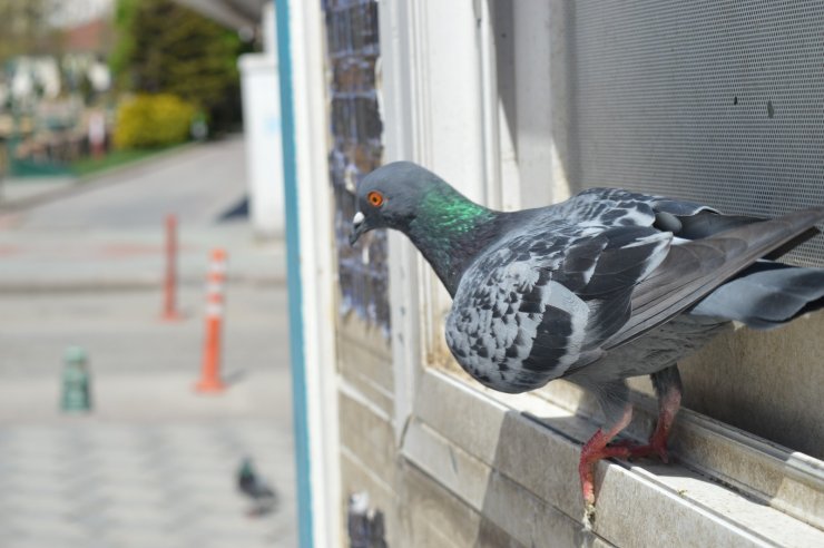 Güvercinlerin şanslısı yem buldu, şansızı aç kaldı