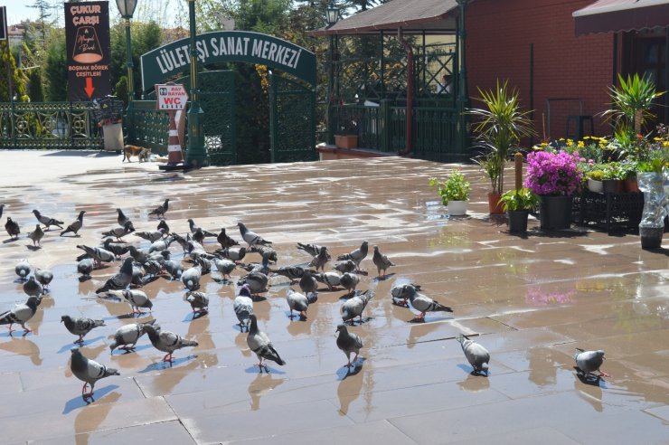 Güvercinlerin şanslısı yem buldu, şansızı aç kaldı