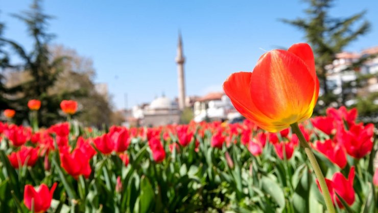 Altındağ’a rengarenk laleler