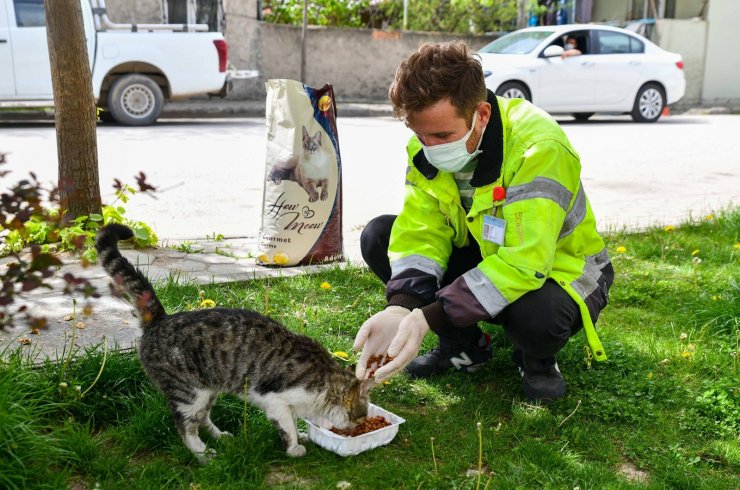 Tam kapanmada sokak hayvanları yalnız değil