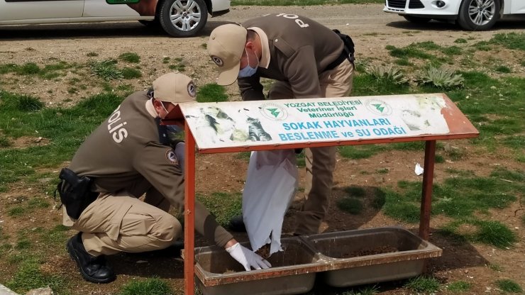 Tam kapanma sürecinde sokak hayvanları unutulmadı