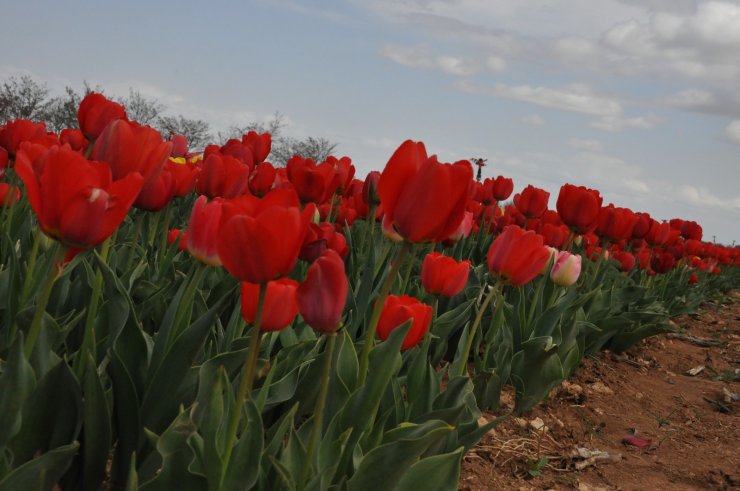 Karaman’da lale tarlasında korona virüs sessizliği