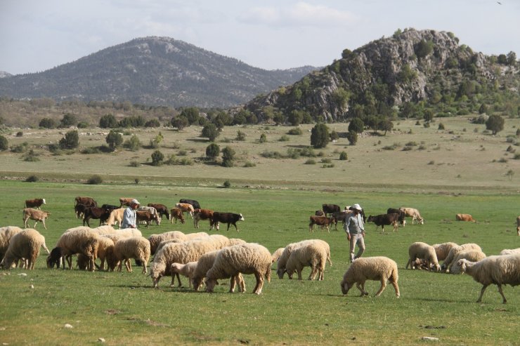 Tam kapanmada besiciler ve çobanlar yaylalarda mesaide