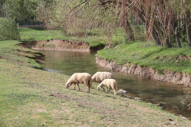 Tam kapanmada besiciler ve çobanlar yaylalarda mesaide