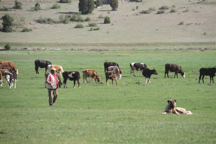 Tam kapanmada besiciler ve çobanlar yaylalarda mesaide