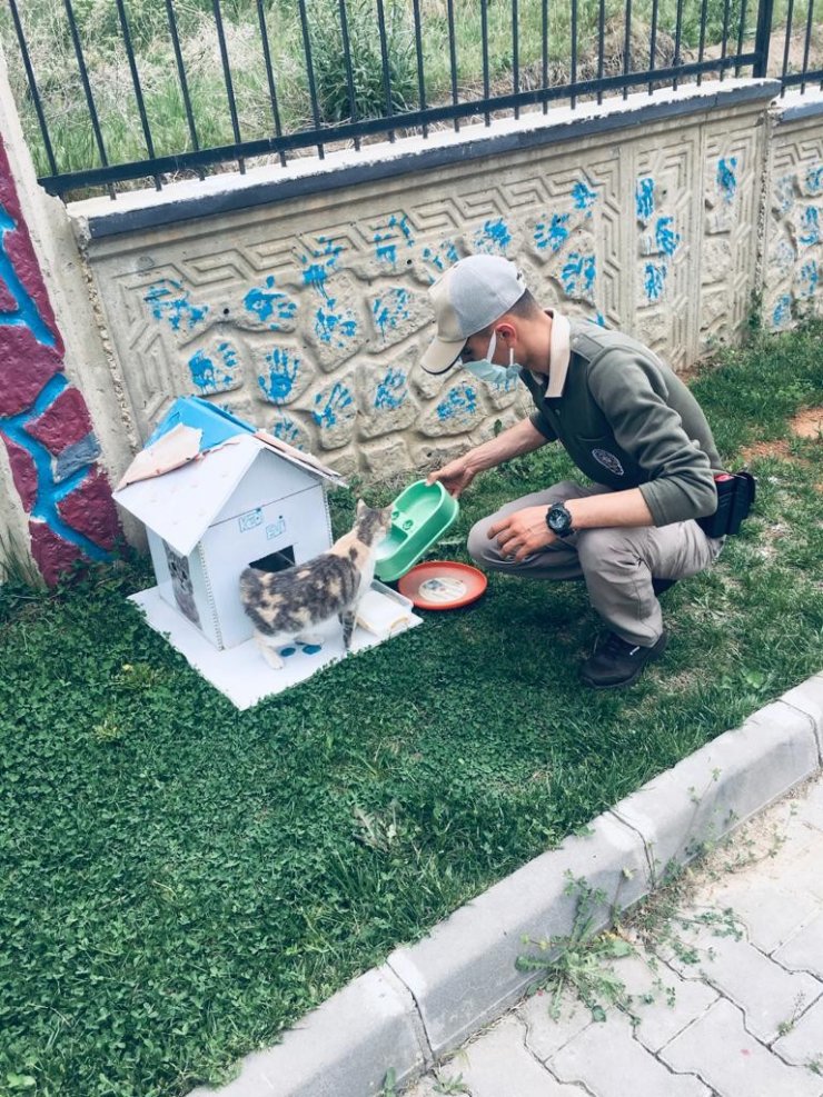 Çevre Doğa ve Hayvanları Koruma bürosu pandemide sokak hayvanlarını unutmadı