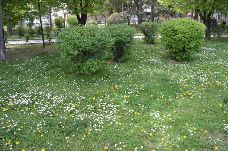 Çimen çiçekleri Eskişehir’i şenlendirdi