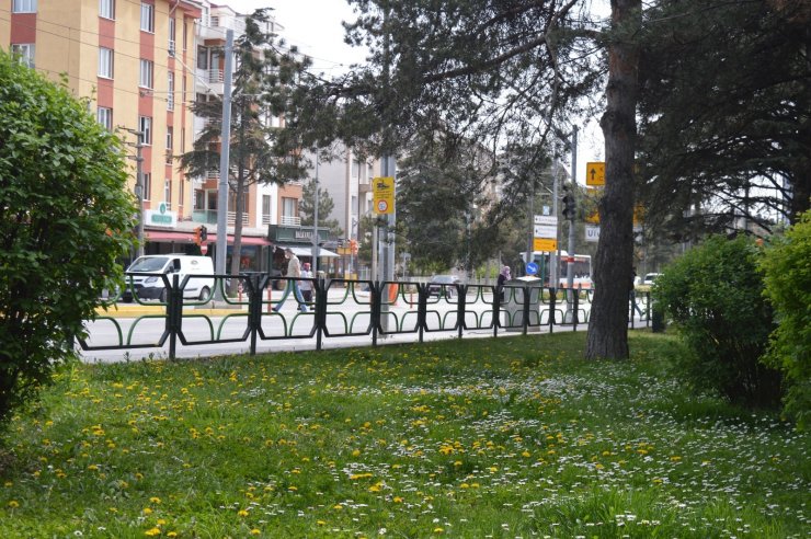 Çimen çiçekleri Eskişehir’i şenlendirdi