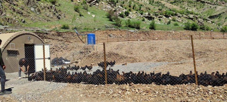 Bakan Soylu: “Bir zamanlar teröristlerin gezdiği Hanke Dağı’nda artık, tavuklar geziyor”