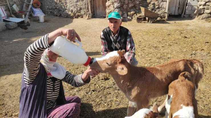 Yetim kalan buzağılara kendi çocukları gibi bakıyorlar