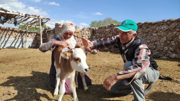 Yetim kalan buzağılara kendi çocukları gibi bakıyorlar