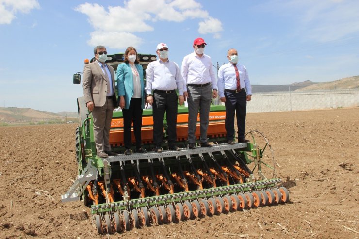 Sivas’ta ilk kenevir tohumları toprakla buluştu