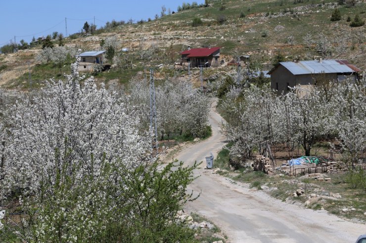 Kiraz bahçelerinden kartpostallık görüntüler