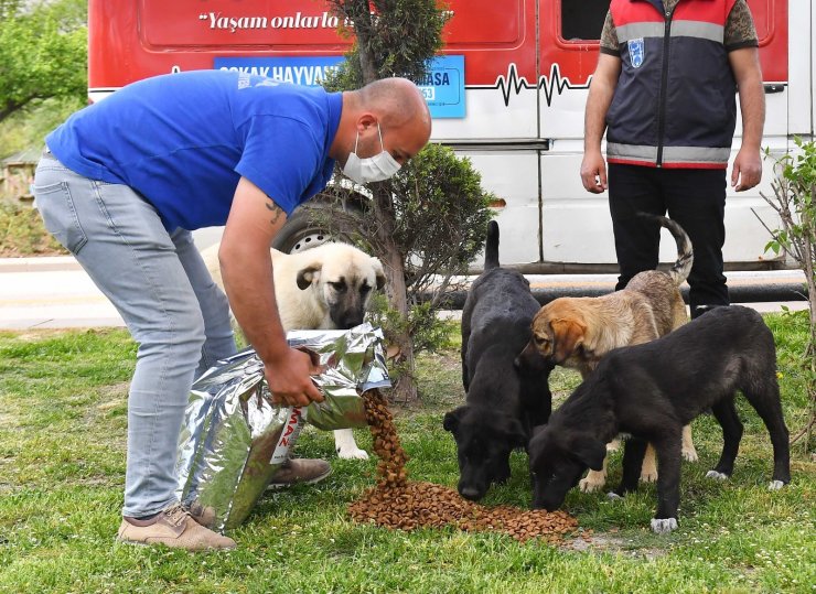 Tam kapanma sürecinde sokak hayvanlarına 100 ton besin desteği