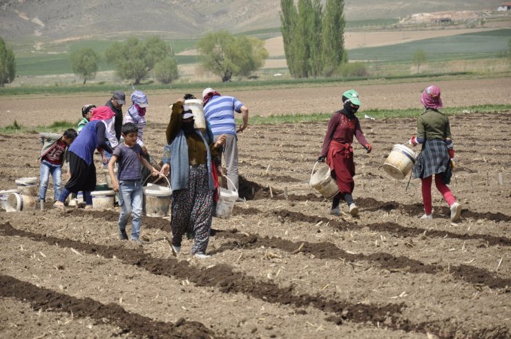 Tarımın bel kemikleri Ramazan ayında işlerinin başında