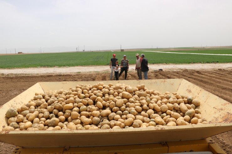 Niğde’de patates ekimi başladı