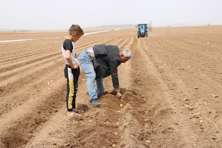 Niğde’de patates ekimi başladı